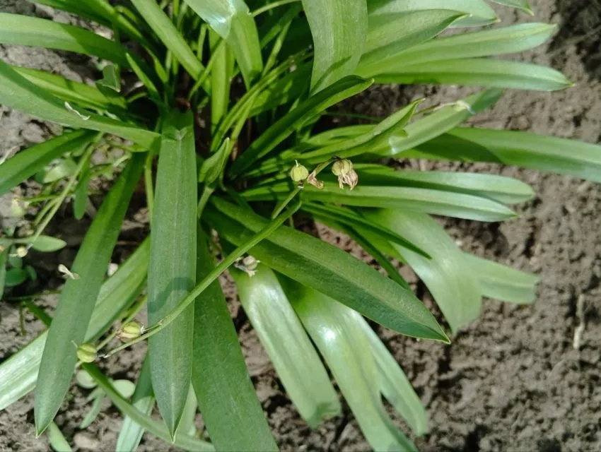 Пролеска сибирская или сцилла-самый ранний первоцвет