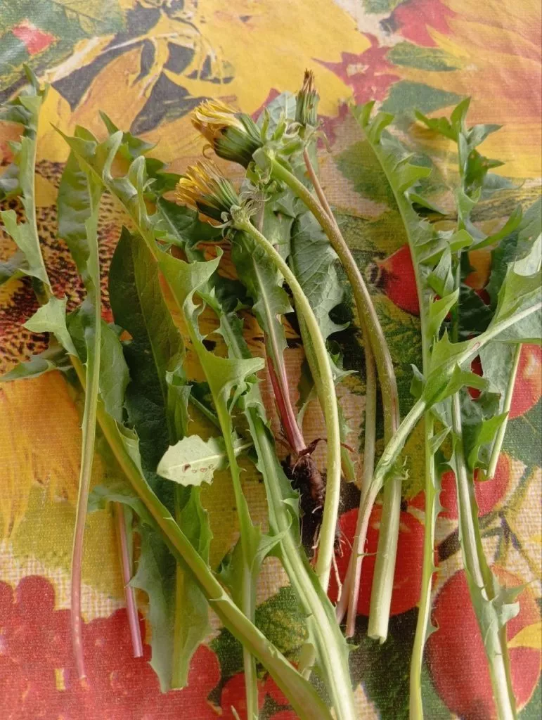 Одуванчики на даче-лекарство под ногами