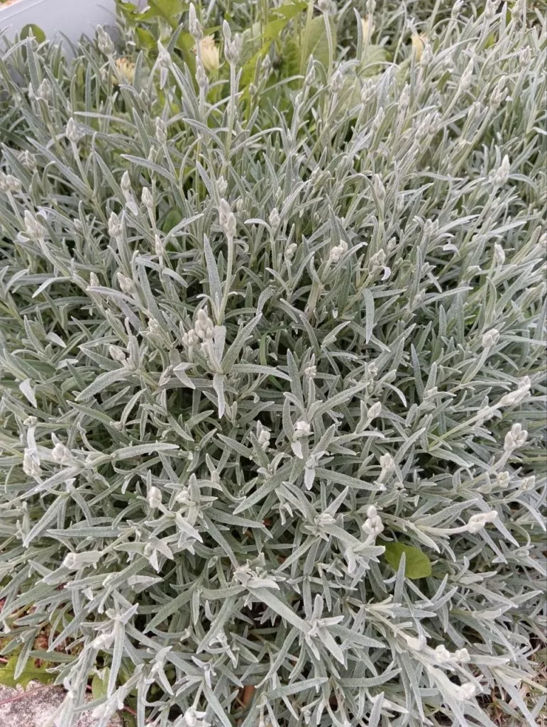 Ясколка что это за цветок такой