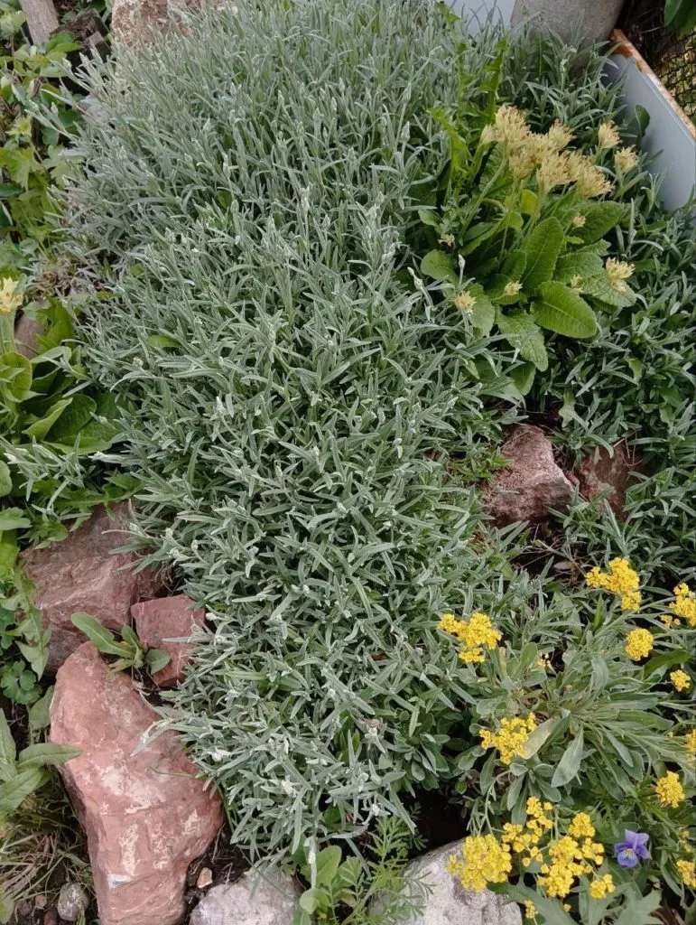 Ясколка что это за цветок такой