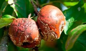 плодовая гниль и цитоспороз Яблоня Спартан