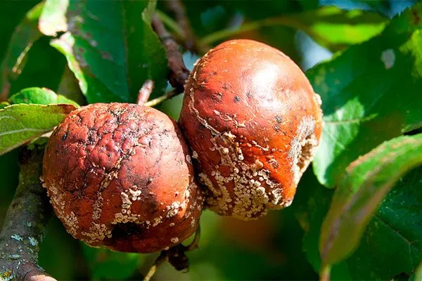 плодовая гниль и цитоспороз Яблоня Спартан