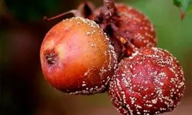 Плодовая гниль яблони Алеся