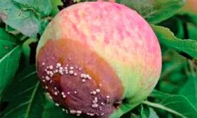 Плодовая гниль яблони Синап Орловский7