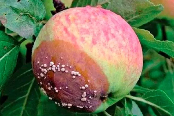 Плодовая гниль яблони Синап Орловский7