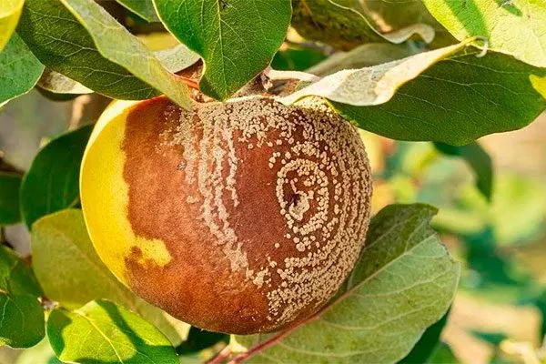 Плодовая гниль Яблоня Московское ожерелье