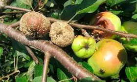 Плодовой гнилью яблони Розовый Налив5