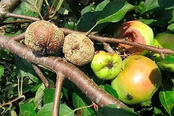 Плодовой гнилью яблони Розовый Налив5