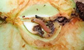 плодожорка яблони васюган