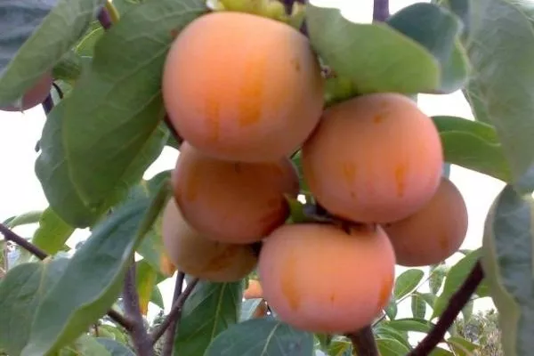 плоды хурмы Гора Говерла