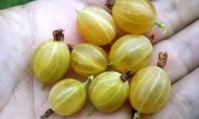 плоды крыжовника Русский жёлтый