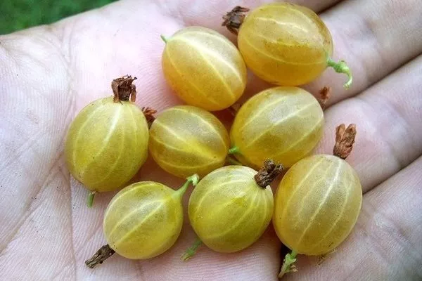 плоды крыжовника Русский жёлтый