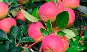 плоды на ветке яблони Розовый Налив6