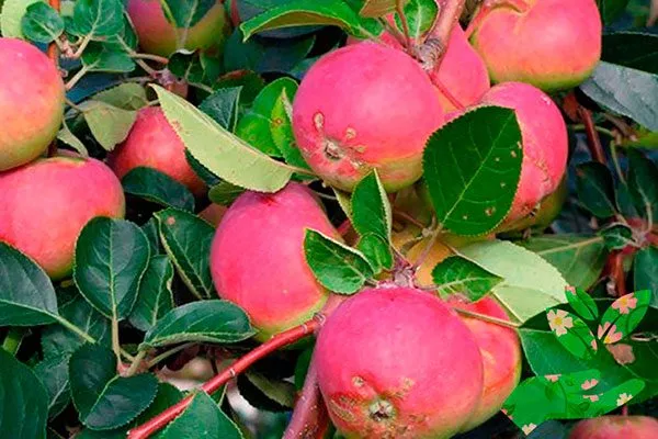 плоды на ветке яблони Розовый Налив6