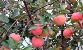 плоды на ветке яблони Солнышко11