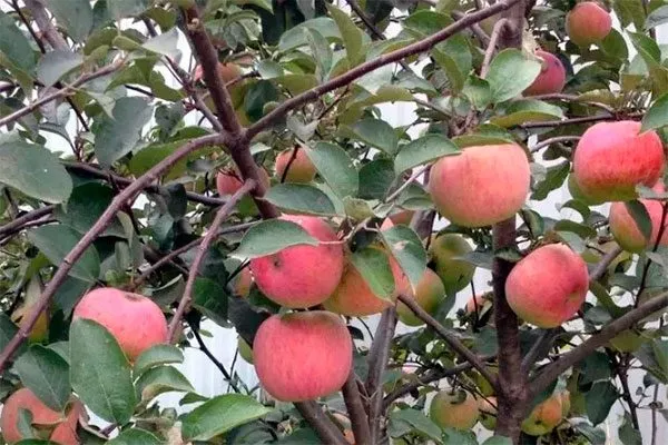 плоды на ветке яблони Солнышко11