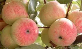 плоды яблонb Орловское полосатое6