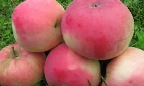 плоды яблони Аркадик