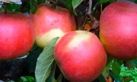 плоды яблони Айдаред6