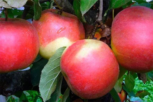 плоды яблони Айдаред6