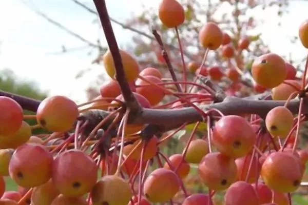 плоды яблони Бренди Мэджик