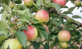 плоды яблони Грушовка московская