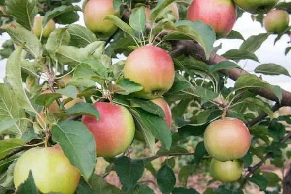 плоды яблони Грушовка московская