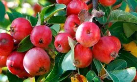 плоды яблони Хелена9