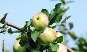 плоды яблони Имрус
