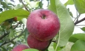 плоды яблони Лобо