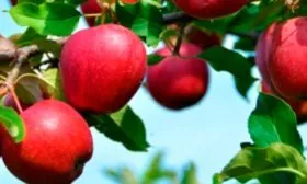 плоды яблони Моди5