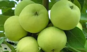 плоды яблони Народное