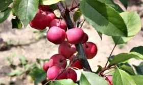 плоды яблони Ола