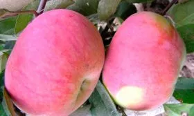 плоды яблони Орловим6