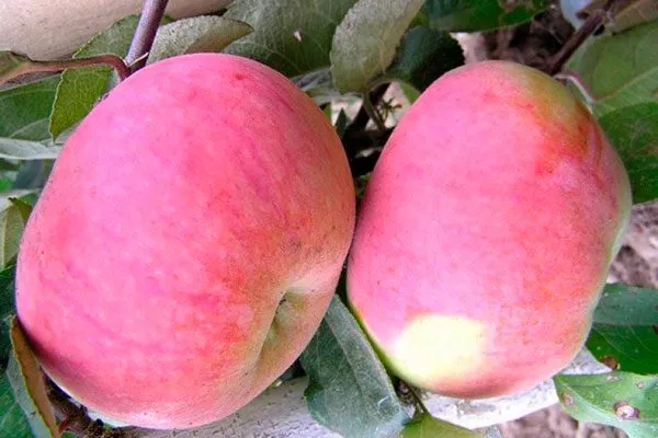 плоды яблони Орловим6