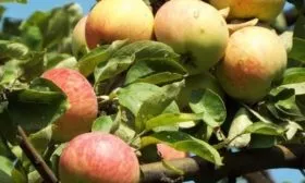 плоды яблони Пепин шафранный