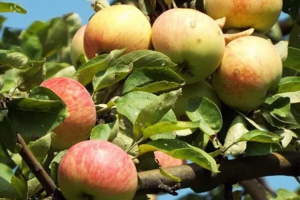 плоды яблони Пепин шафранный