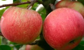 плоды яблони Пепин шафранный9