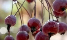 плоды яблони Роялти