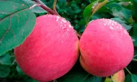 плоды яблони Розовый Налив7