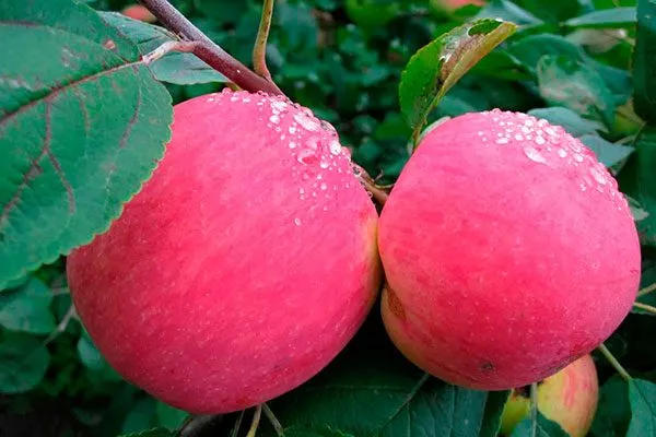 плоды яблони Розовый Налив7