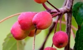 плоды яблони Рудольф