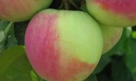 плоды яблони Синап северный