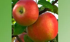 плоды яблони Солнышко12
