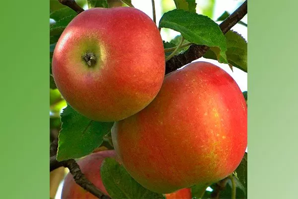 плоды яблони Солнышко12