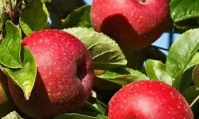 плоды яблони сорта Останкино