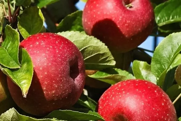 плоды яблони сорта Останкино