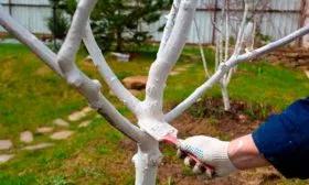 Побелка и подготовка к зиме яблони матент