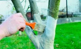 Побелка стволов яблоня Орлик