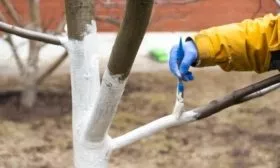 побелка яблони Союз